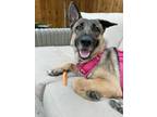 Adopt Lady Bird a Tan/Yellow/Fawn German Shepherd Dog / Mixed dog in Houston