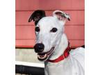 Adopt Quiz a White - with Black Greyhound / Mixed dog in Ware, MA (41191613)
