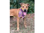 Adopt Sutton a Labrador Retriever / Terrier (Unknown Type