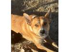 Adopt Girlie a Tan/Yellow/Fawn Border Collie / Mixed Breed (Medium) / Mixed