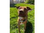 Adopt Twix a Brown/Chocolate American Pit Bull Terrier / Mixed dog in Danville