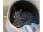 Adopt Cardi a Domestic Shorthair / Mixed cat in San Luis Obispo, CA (41191463)