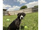 Adopt Molly a Black - with White American Pit Bull Terrier / Mixed dog in