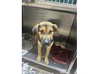 Adopt Cowboy a Black Mixed Breed (Large) / Mixed dog in Lufkin, TX (41191383)