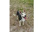 Adopt Ellie a Black German Shepherd Dog / Mixed dog in Lufkin, TX (41191382)