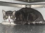 Adopt Sushi a Gray or Blue Domestic Longhair / Domestic Shorthair / Mixed cat in