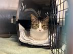 Adopt Pheobe a Domestic Shorthair / Mixed (short coat) cat in Lansing