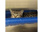 Adopt Couscous a Brown Tabby Domestic Shorthair / Mixed (short coat) cat in
