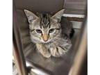 Adopt Chia a Brown Tabby Domestic Shorthair / Mixed (short coat) cat in Redding