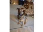 Adopt Tony a Tan/Yellow/Fawn - with White Belgian Malinois / Mixed dog in