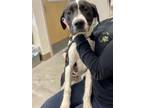 Adopt CHEX a Black - with White German Shorthaired Pointer / Mixed dog in
