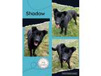 Adopt Shadow a Black German Shepherd Dog / Mixed dog in CONVERSE, TX (41191068)