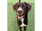 Adopt Bruno a Labrador Retriever / Mixed dog in Columbia, IL (41104769)
