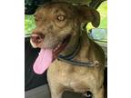 Adopt Ida Mae a Tan/Yellow/Fawn Catahoula Leopard Dog / Mixed dog in Decatur