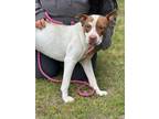 Adopt BLAKE a White Mixed Breed (Large) / Mixed dog in Aiken, SC (41153442)