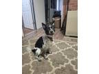 Adopt Cooper a Merle Australian Cattle Dog / Jack Russell Terrier / Mixed dog in