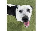 Adopt Stormy a White Pointer / Mixed Breed (Medium) / Mixed (short coat) dog in