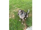 Adopt Rufus a Gray/Blue/Silver/Salt & Pepper Catahoula Leopard Dog / Mixed dog
