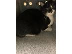 Adopt Marbles a All Black Domestic Shorthair / Domestic Shorthair / Mixed cat in