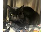 Adopt Lazz a All Black Domestic Shorthair / Domestic Shorthair / Mixed cat in