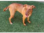 Adopt Cloe a Brown/Chocolate Mixed Breed (Medium) / Mixed dog in Farmington