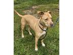 Adopt Acasha a Tan/Yellow/Fawn Mixed Breed (Large) / Mixed dog in Reidsville