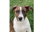 Adopt Marty a Brindle - with White Newfoundland / Mixed dog in Cincinnati