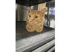 Adopt Cake a Orange or Red Tabby Tabby (short coat) cat in Monmouth