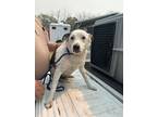 Adopt Chuck a White Australian Shepherd / Mixed dog in Bartlesville