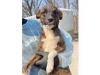 Adopt JigglyPuff a Brindle Bernese Mountain Dog / Mixed Breed (Medium) / Mixed