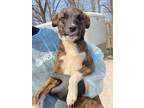 Adopt JigglyPuff a Brindle Mountain Cur / Mixed dog in Bartlesville