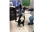 Adopt Dane a Black Great Dane / Mixed Breed (Medium) / Mixed (short coat) dog in