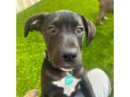 Adopt Indigo a Black American Pit Bull Terrier / Mixed Breed (Medium) / Mixed