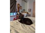 Adopt Tony a Black & White or Tuxedo Domestic Mediumhair / Mixed (medium coat)