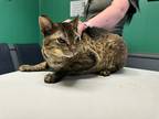 Adopt Cyra a Brown or Chocolate Domestic Shorthair / Domestic Shorthair / Mixed