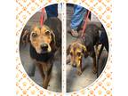 Adopt LUNA a Black - with Tan, Yellow or Fawn Coonhound / Mixed dog in