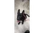 Adopt FROSTED FLAKES a Black - with White Australian Kelpie / Mixed dog in