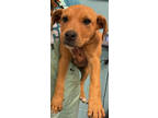 Adopt PONCHO a Tan/Yellow/Fawn Mixed Breed (Large) / Mixed dog in Greenville