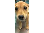 Adopt RAIN a Tan/Yellow/Fawn Mixed Breed (Large) / Mixed dog in Greenville