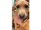 Adopt RYKER a Tan/Yellow/Fawn Mixed Breed (Large) / Mixed dog in Greenville