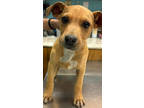Adopt ROLLO a Tan/Yellow/Fawn Mixed Breed (Large) / Mixed dog in Greenville