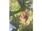 Adopt Emily a Red/Golden/Orange/Chestnut Pit Bull Terrier / Chesapeake Bay