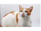 Adopt Fluffy XX a Orange or Red (Mostly) Domestic Shorthair / Mixed cat in