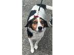 Adopt Daisy a Beagle / Beagle dog in Huntington, NY (40935485)