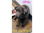 Adopt OPAL a Gray/Blue/Silver/Salt & Pepper Weimaraner / Labrador Retriever /