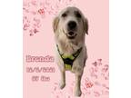 Adopt Brenda a Golden Retriever / Mixed dog in West Hollywood, CA (40817677)