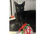 Adopt Porthos a Spotted Tabby/Leopard Spotted Domestic Shorthair / Mixed cat in