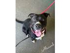Adopt Alucard a Black American Pit Bull Terrier / Mixed dog in Valparaiso