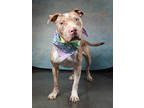 Adopt Blue a Tan/Yellow/Fawn Mixed Breed (Medium) / Mixed dog in Thomasville
