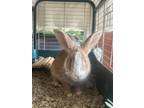 Adopt Bunnyscotch a Fawn American / American / Mixed (short coat) rabbit in